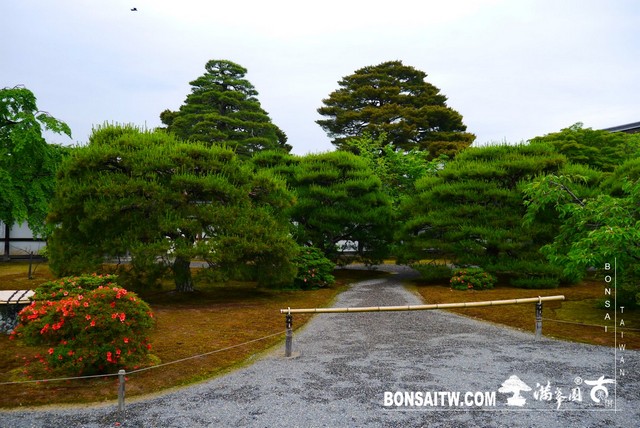 P1220971 [日本庭園]京都御所．皇居庭園(2)
