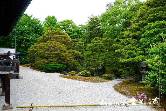P1230114 [日本庭園]仙洞御所．皇居庭園(1)