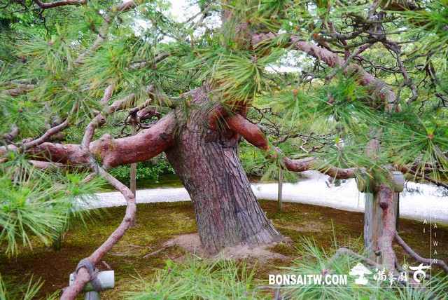 P1230124 [日本庭園]仙洞御所．皇居庭園(1)