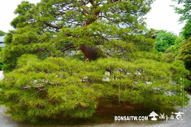 P1230126 [日本庭園]仙洞御所．皇居庭園(1)