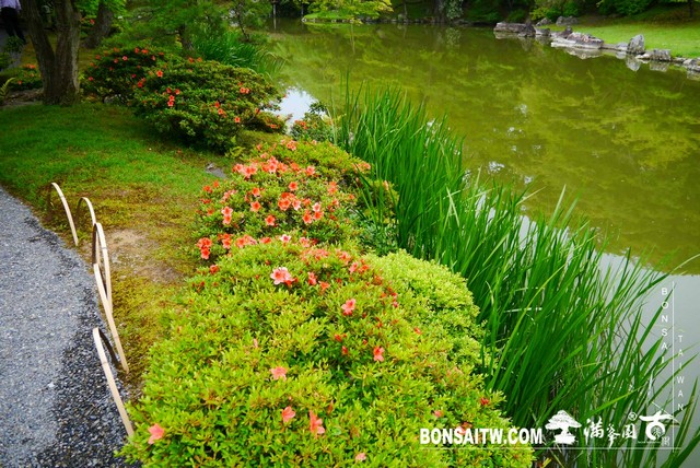 P1230248 [日本庭園]仙洞御所．皇居庭園(2)