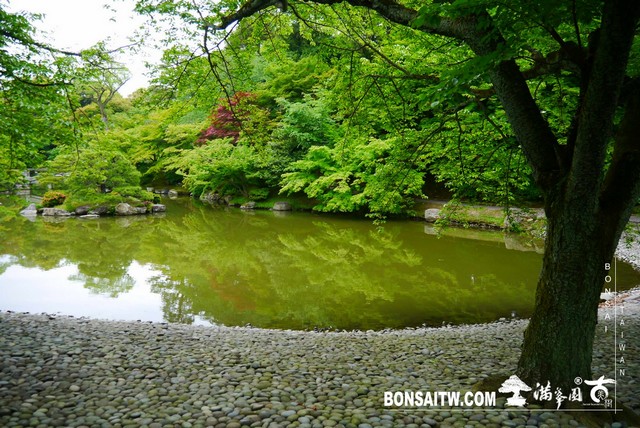 P1230290 [日本庭園]仙洞御所．皇居庭園(2)