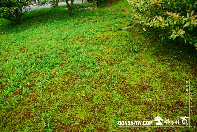 P1230314 [日本庭園]仙洞御所．皇居庭園(2)