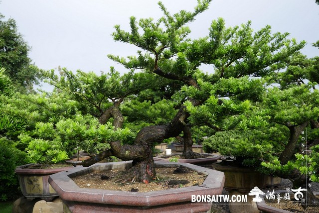 P1290841 [晶鑽羅漢松]等待，是為了下一次的蛻變(36) 蛻變專題(The plan)