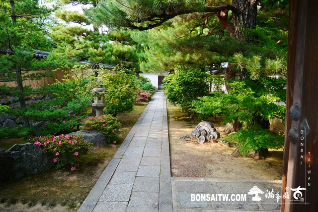 P1300643 [日本庭園]桂春院(1) 羅漢松(Podocarpus costalis)