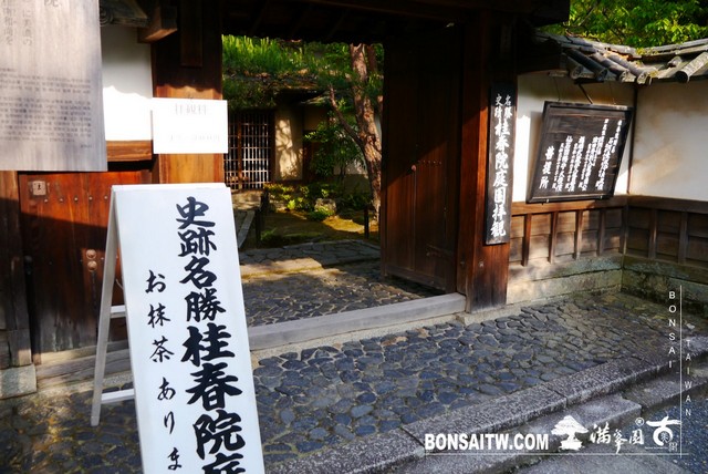 P1300645 [日本庭園]桂春院(1) 羅漢松(Podocarpus costalis)