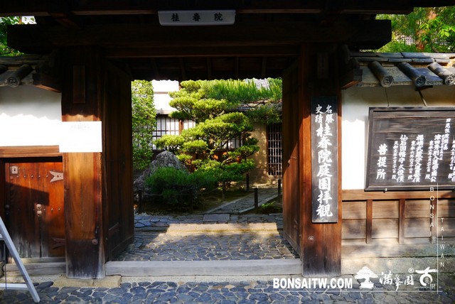 P1300648 [日本庭園]桂春院(1) 羅漢松(Podocarpus costalis)
