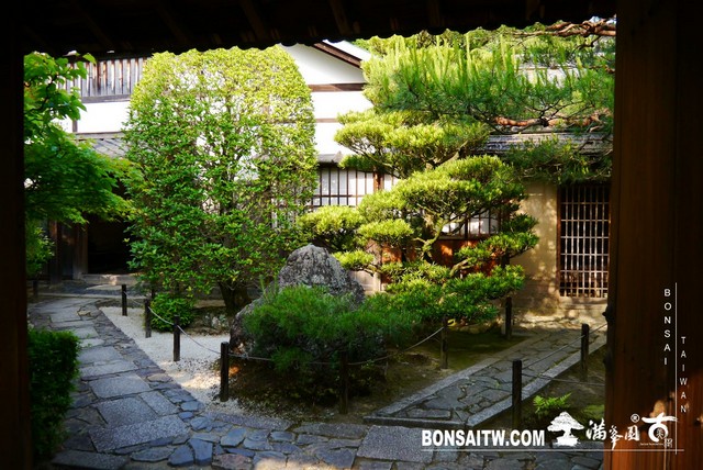 P1300651 [日本庭園]桂春院(1) 羅漢松(Podocarpus costalis)