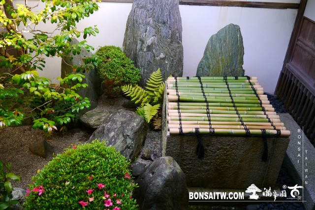 P1300667 [日本庭園]桂春院(1) 羅漢松(Podocarpus costalis)