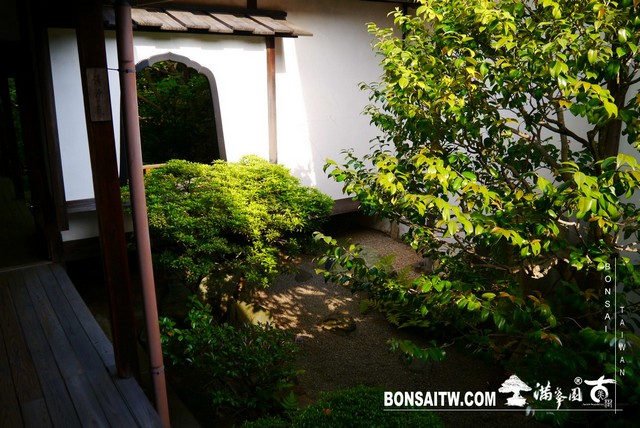 P1300670 [日本庭園]桂春院(1) 羅漢松(Podocarpus costalis)