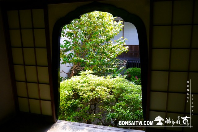 P1300677 [日本庭園]桂春院(1) 羅漢松(Podocarpus costalis)
