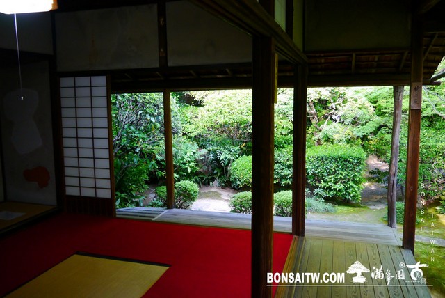 P1300679 [日本庭園]桂春院(1) 羅漢松(Podocarpus costalis)