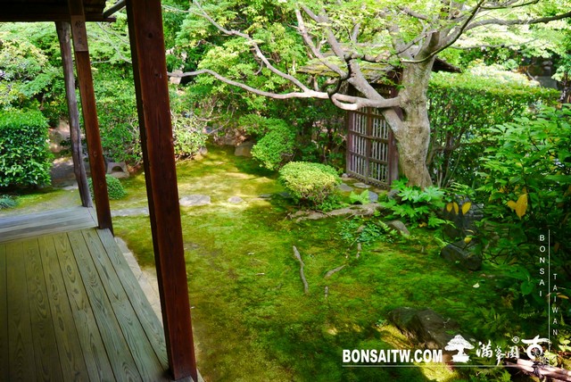 P1300682 [日本庭園]桂春院(1) 羅漢松(Podocarpus costalis)