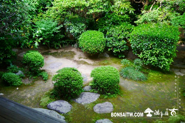 P1300684 [日本庭園]桂春院(1) 羅漢松(Podocarpus costalis)