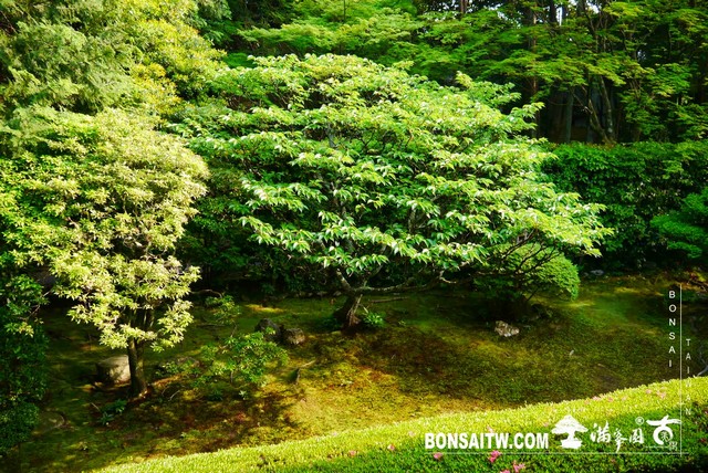 P1300700 [日本庭園]桂春院(2) 日本庭園(Japanese Garden)