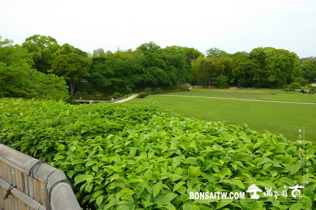 P1530580 [日本庭園]岡山後樂園(日本三大名園之一)