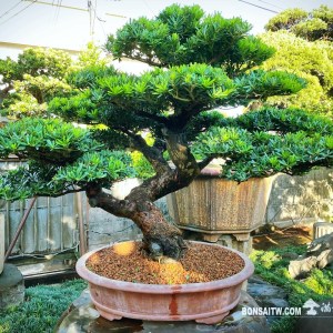 晶鑽羅漢松盆景