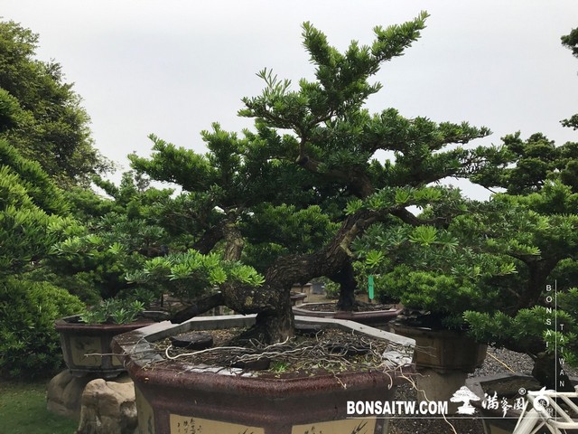 S 36028612 [晶鑽羅漢松]等待，是為了下一次的蛻變(36) 蛻變專題(The plan)