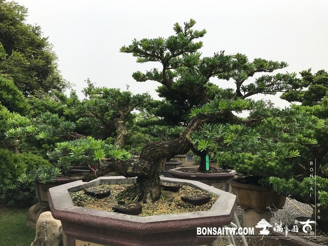 S 36028613 [晶鑽羅漢松]等待，是為了下一次的蛻變(36) 蛻變專題(The plan)