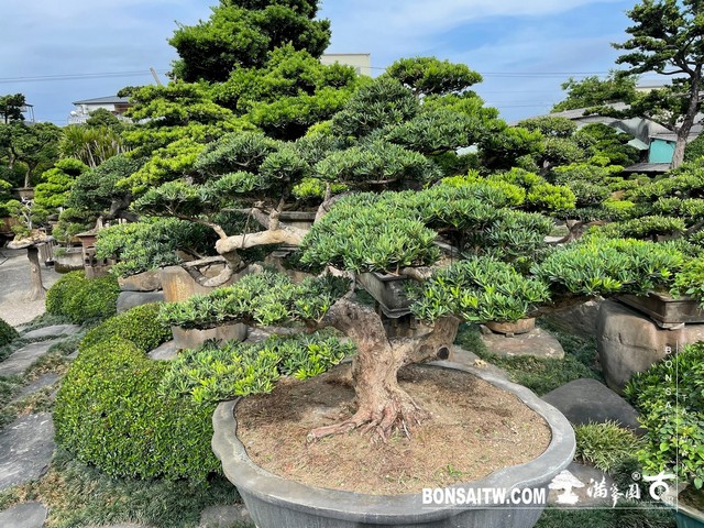 S 36028616 [晶鑽羅漢松]等待，是為了下一次的蛻變(36) 蛻變專題(The plan)