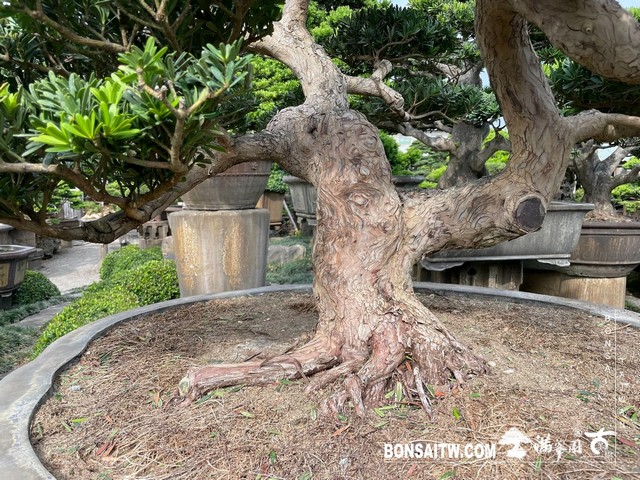 S 36028617 [晶鑽羅漢松]等待，是為了下一次的蛻變(36) 蛻變專題(The plan)