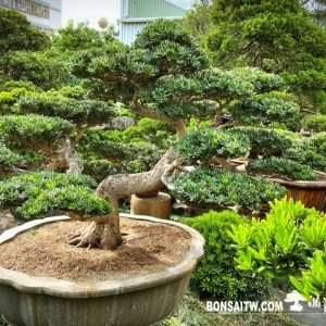 晶鑽羅漢松大型盆景