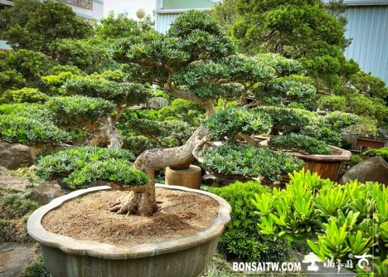 S 36028627 [晶鑽羅漢松]等待，是為了下一次的蛻變(36) 等待，是為了下一次的蛻變