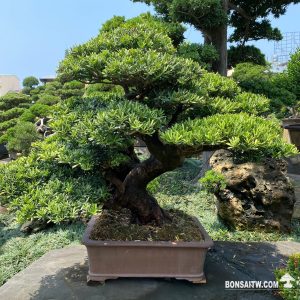 晶鑽羅漢松盆景