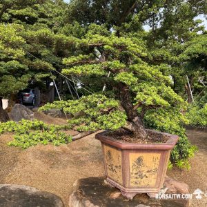 晶鑽羅漢松大型盆景