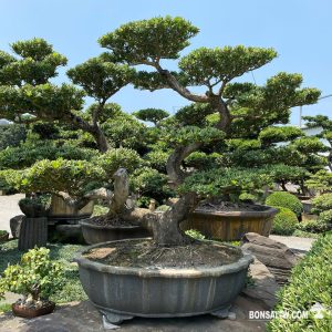 晶鑽羅漢松超大型盆景