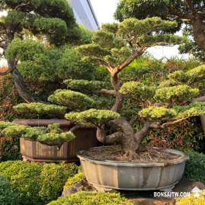 晶鑽羅漢松超大型盆景