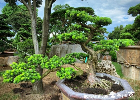 001 [晶鑽羅漢松]等待，是為了下一次的蛻變(39) 等待，是為了下一次的蛻變