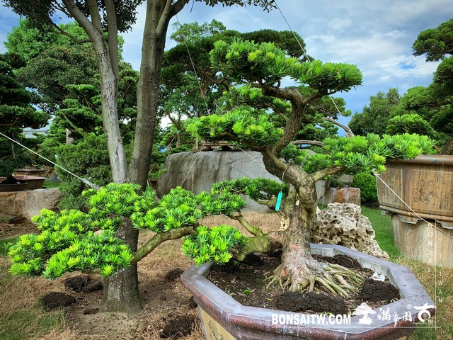 001 [晶鑽羅漢松]等待，是為了下一次的蛻變(39) 盆栽(Bonsai)