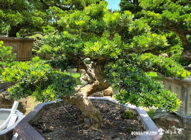 002 1 [晶鑽羅漢松]等待，是為了下一次的蛻變(42) 盆栽(Bonsai)