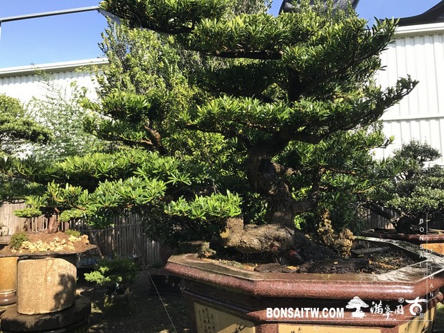 006 2 [羅漢松]等待，是為了下一次的蛻變(40) 盆栽(Bonsai)