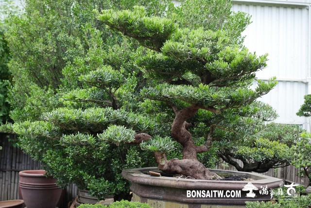 008 [羅漢松]等待，是為了下一次的蛻變(40) 盆栽(Bonsai)