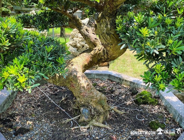 009 1 [晶鑽羅漢松]等待，是為了下一次的蛻變(42) 盆栽(Bonsai)