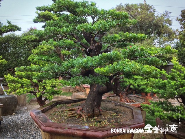 009 3 [晶鑽羅漢松]等待，是為了下一次的蛻變(43) 蛻變專題(The plan)