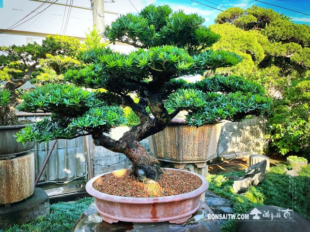 010 [晶鑽羅漢松]等待，是為了下一次的蛻變(42) 盆栽(Bonsai)