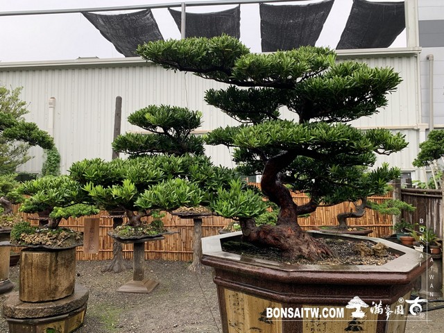 011 [羅漢松]等待，是為了下一次的蛻變(40) 盆栽(Bonsai)