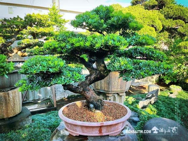012 [晶鑽羅漢松]等待，是為了下一次的蛻變(42) 盆栽(Bonsai)