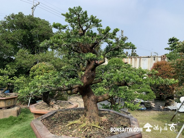 014 1 [晶鑽羅漢松]等待，是為了下一次的蛻變(43) 蛻變專題(The plan)