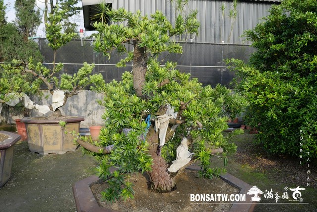 014 3 1 [晶鑽羅漢松]等待，是為了下一次的蛻變(43) 蛻變專題(The plan)