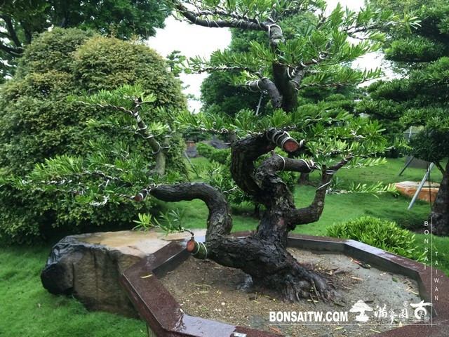 016 2 [羅漢松]等待，是為了下一次的蛻變(40) 盆栽(Bonsai)