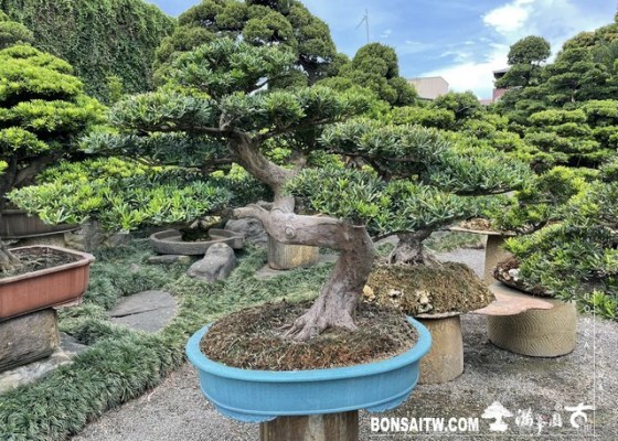 019 [晶鑽羅漢松]等待，是為了下一次的蛻變(38) 等待，是為了下一次的蛻變