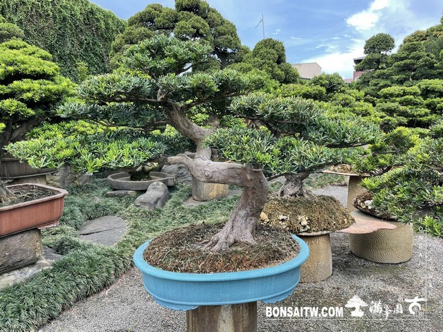 019 [晶鑽羅漢松]等待，是為了下一次的蛻變(38) 盆栽(Bonsai)