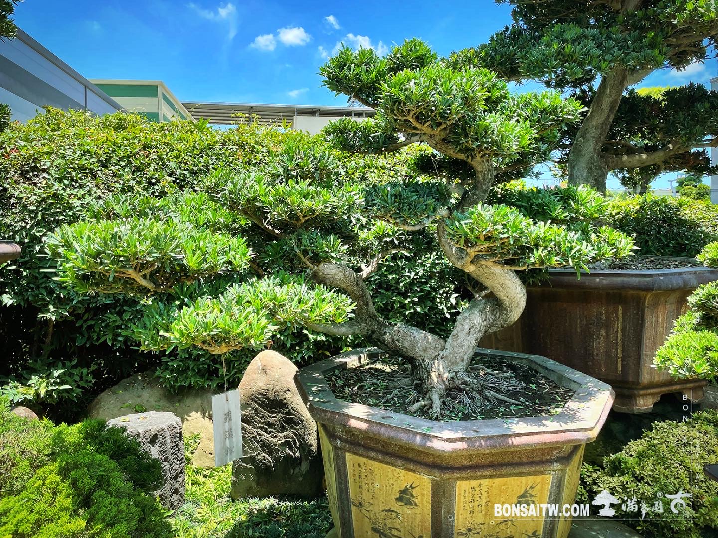 024A0403 327F 4376 86F5 D9A322DAF571 羅漢松超大型盆景