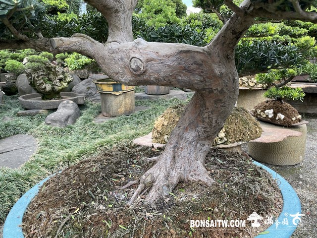 026 [晶鑽羅漢松]等待，是為了下一次的蛻變(38) 盆栽(Bonsai)