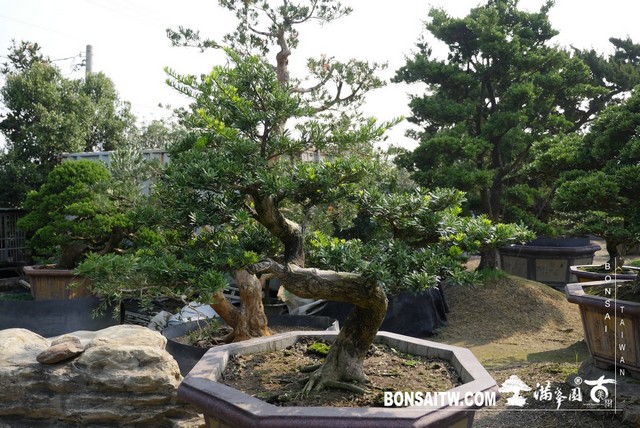 026 6 [晶鑽羅漢松]等待，是為了下一次的蛻變(38) 盆栽(Bonsai)