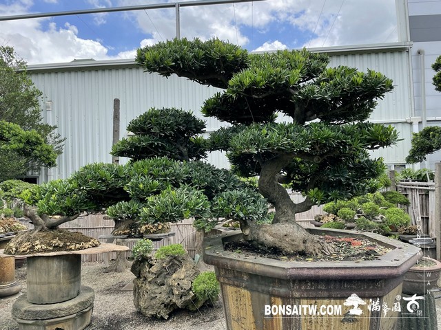 029 [羅漢松]等待，是為了下一次的蛻變(40) 盆栽(Bonsai)